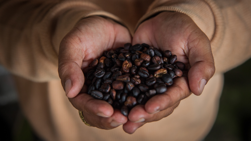 Illustration for article titled Last Call: Coffee roasters around the country are receiving mysterious letters